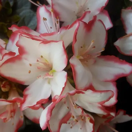 L'antico Ritrovo Moliterno