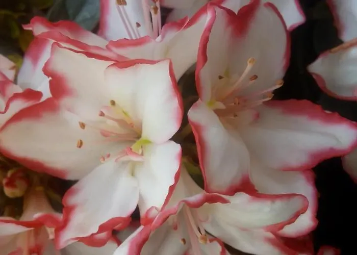 L'antico Ritrovo Moliterno